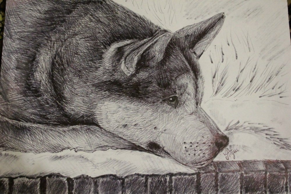 Хатико рисунок