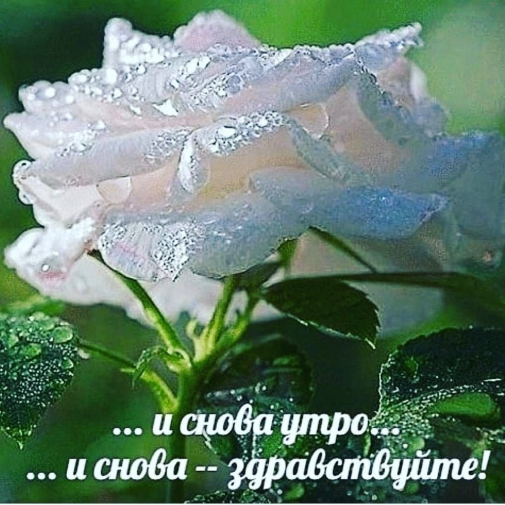 Цветы и кофе с добрым утром