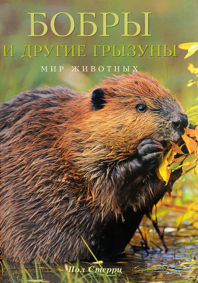 Бобры