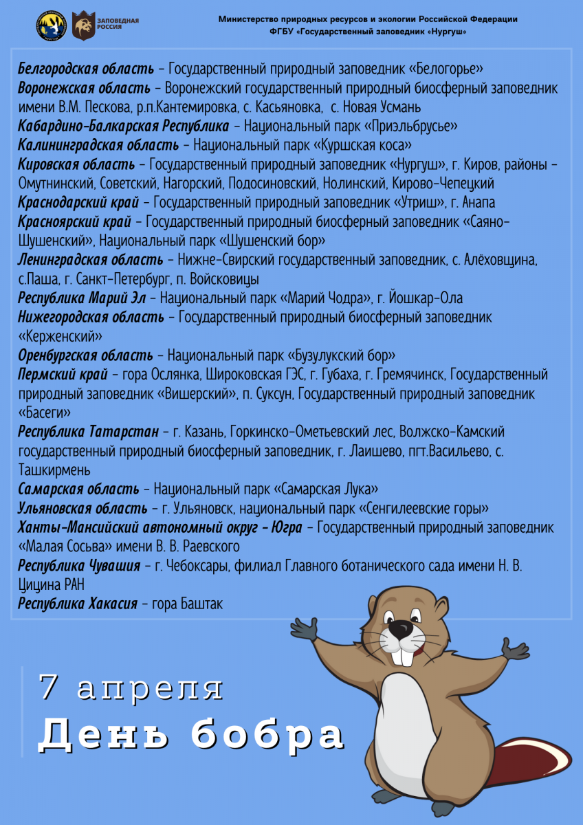 Взрослый бобер