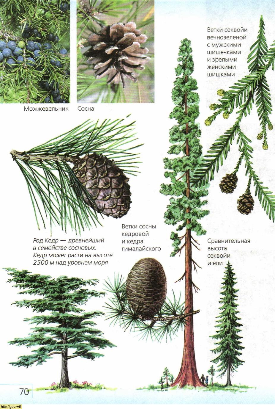 Сосна рисунок биология. Хвоя голосеменных растений. Голосеменные хвойные строение. Голосеменные сосна строение. Кедр голосеменное растение.