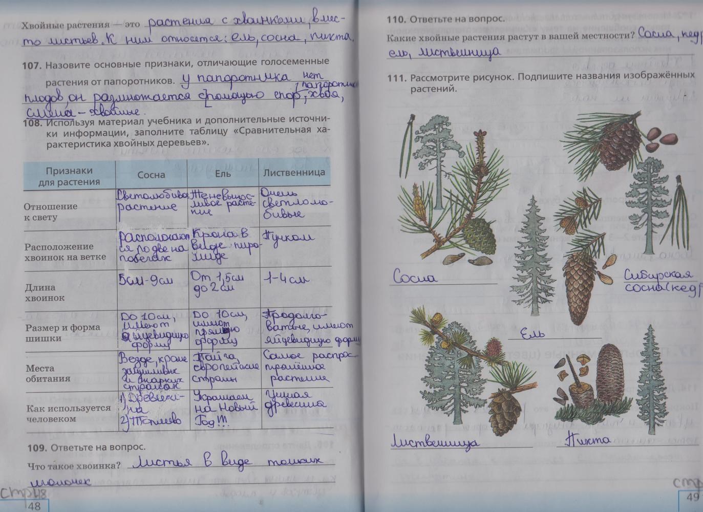 Голосеменные технологическая карта