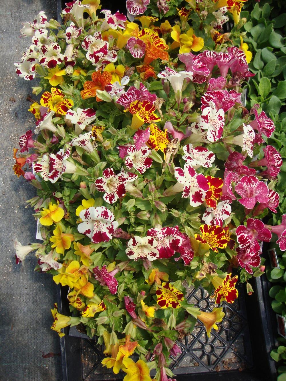 Mimulus hybridus