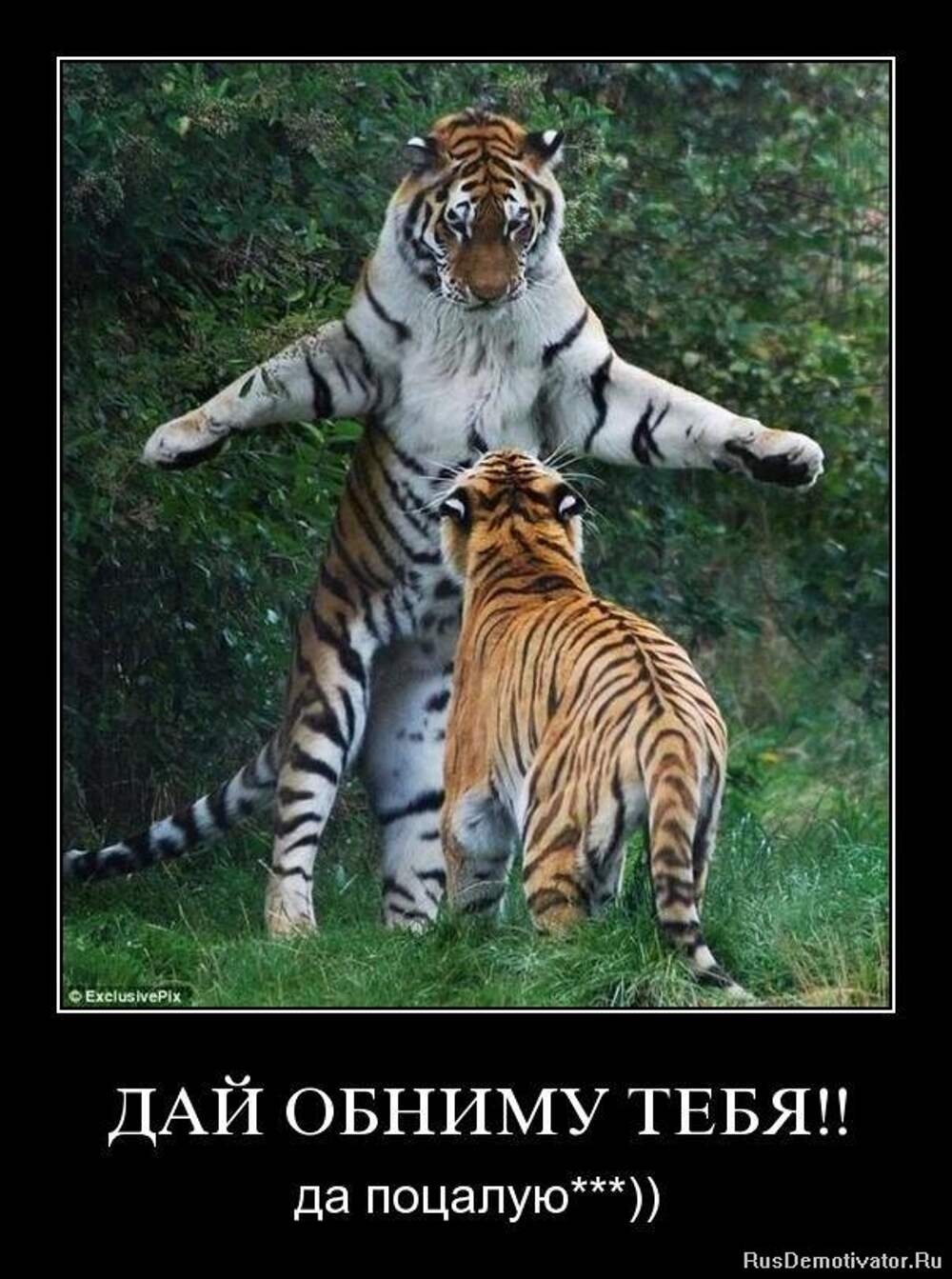 Смешной тигр