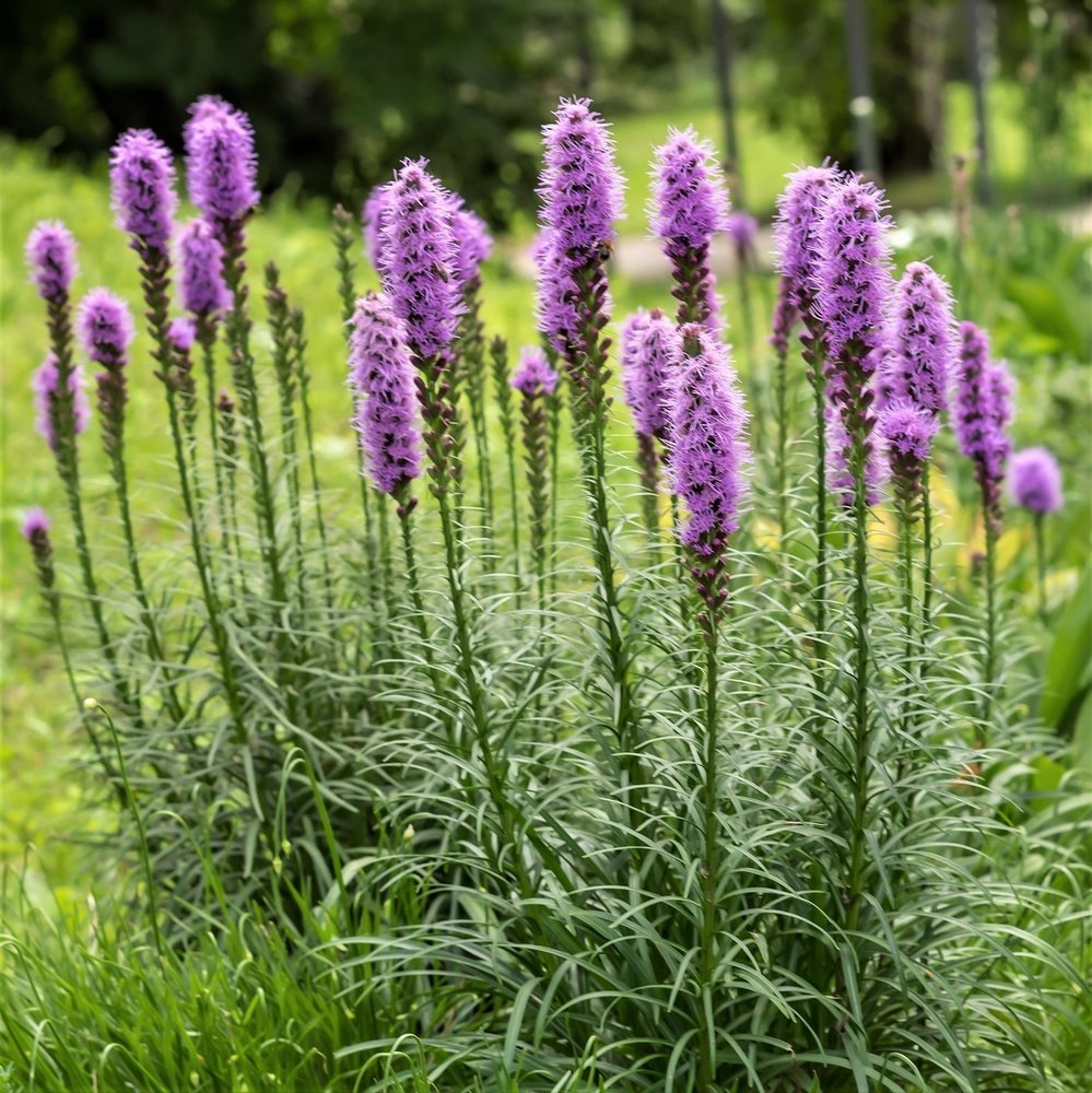 Лиатрис spicata