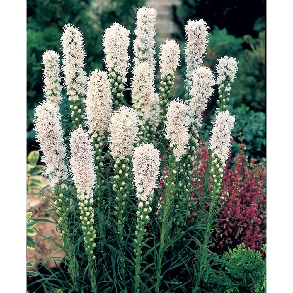 Лиатрис колосковый (Liatris spicata)