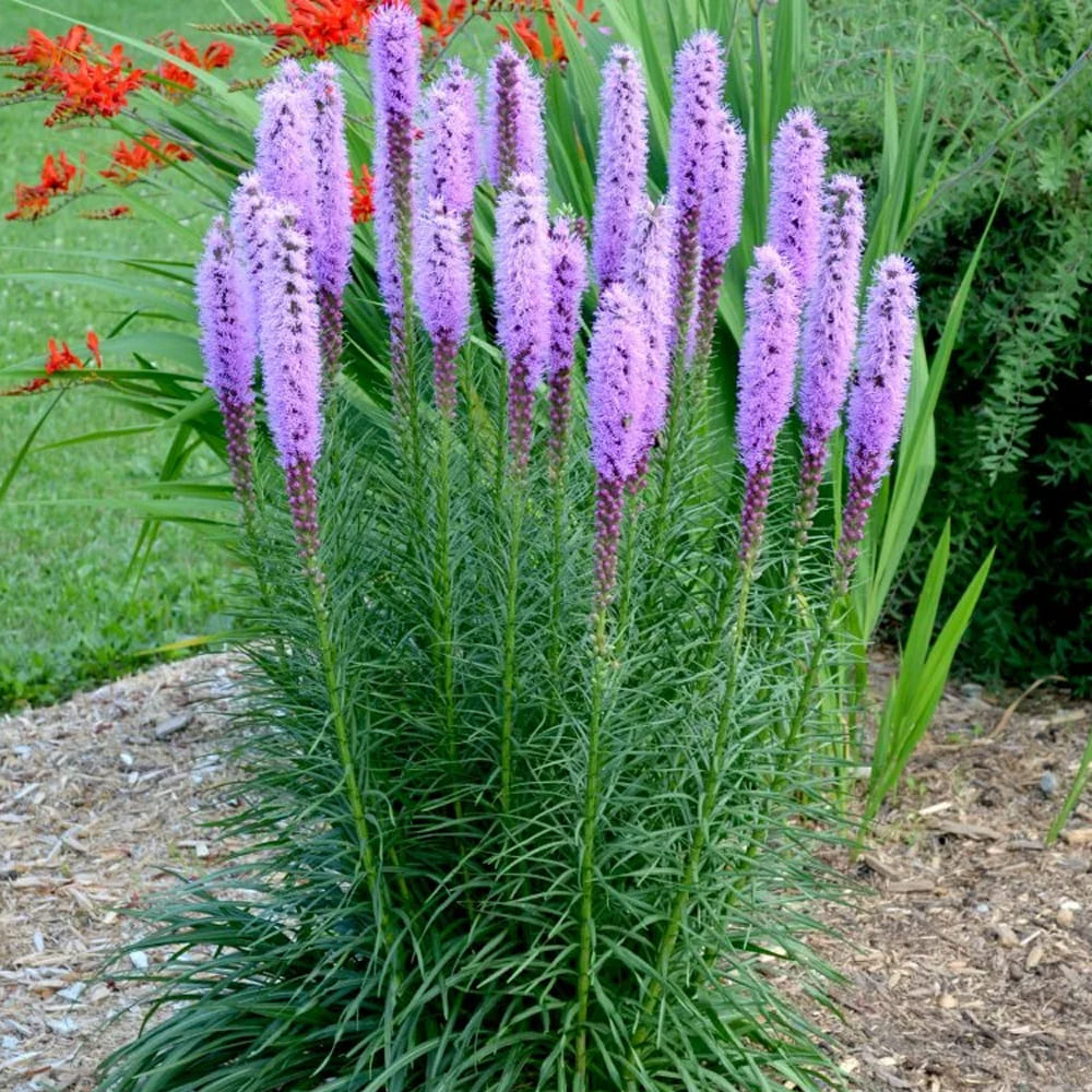 Лиатрис спиката spicata