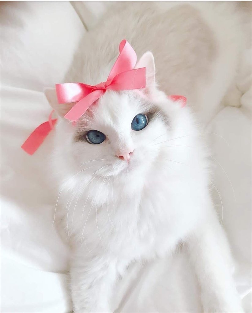 Коты Аристократы кошечка Мари