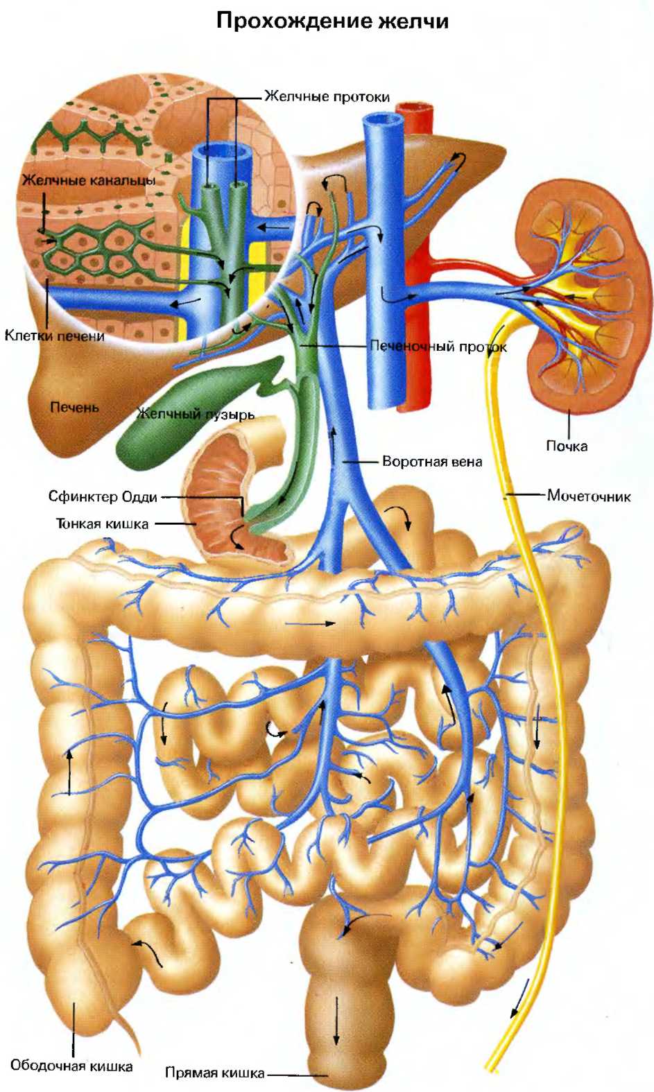 Не идет желчь. Печень и желчевыводящие пути. Схема оттока желчи. Желчные протоки.