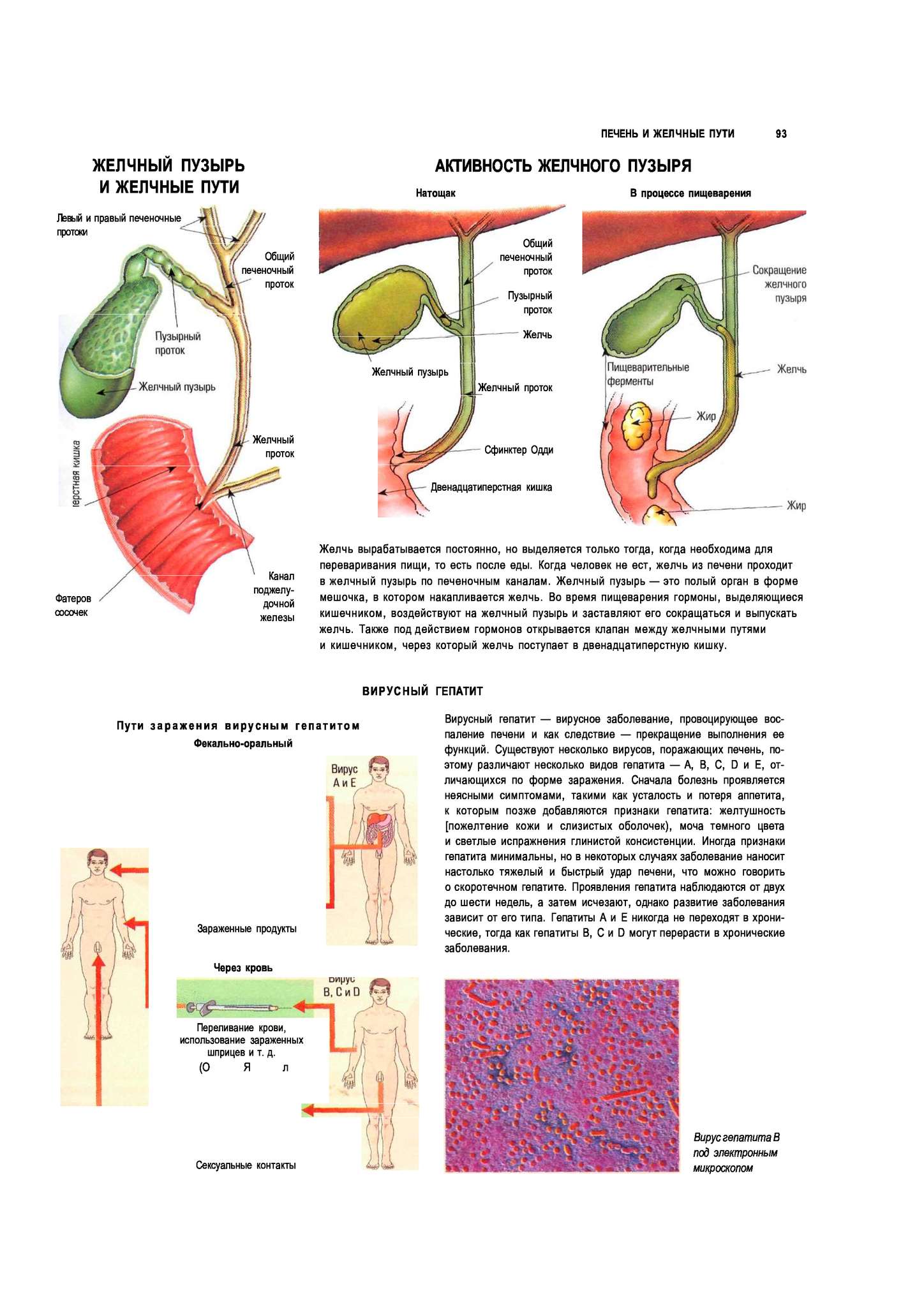 Уменьшенный желчный пузырь. Пищеварительная система желчный пузырь анатомия. Схема оттока желчи. Желчный пузырь и желчные протоки анатомия. Желчный проток и Фатеров сосочек.