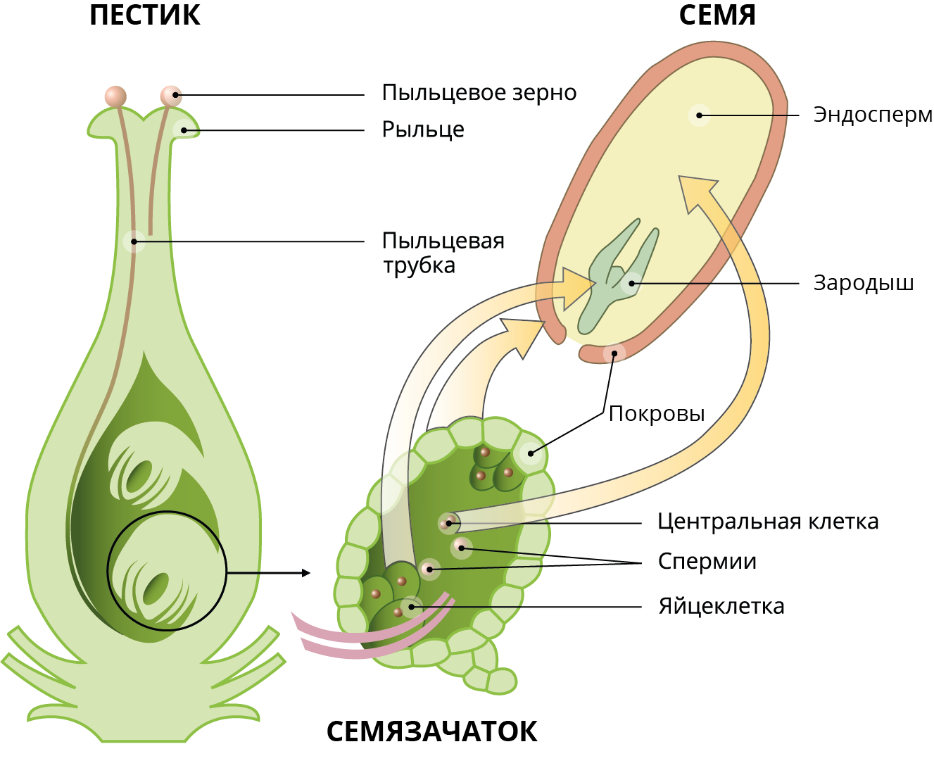 Как называют данный процесс пыльцевая трубка спермии. Оплодотворение покрытосеменных растений схема. Схема двойного оплодотворения у покрытосеменных растений. Схема двойного оплодотворения цветкового растения. Схема двойного оплодотворения цветка.