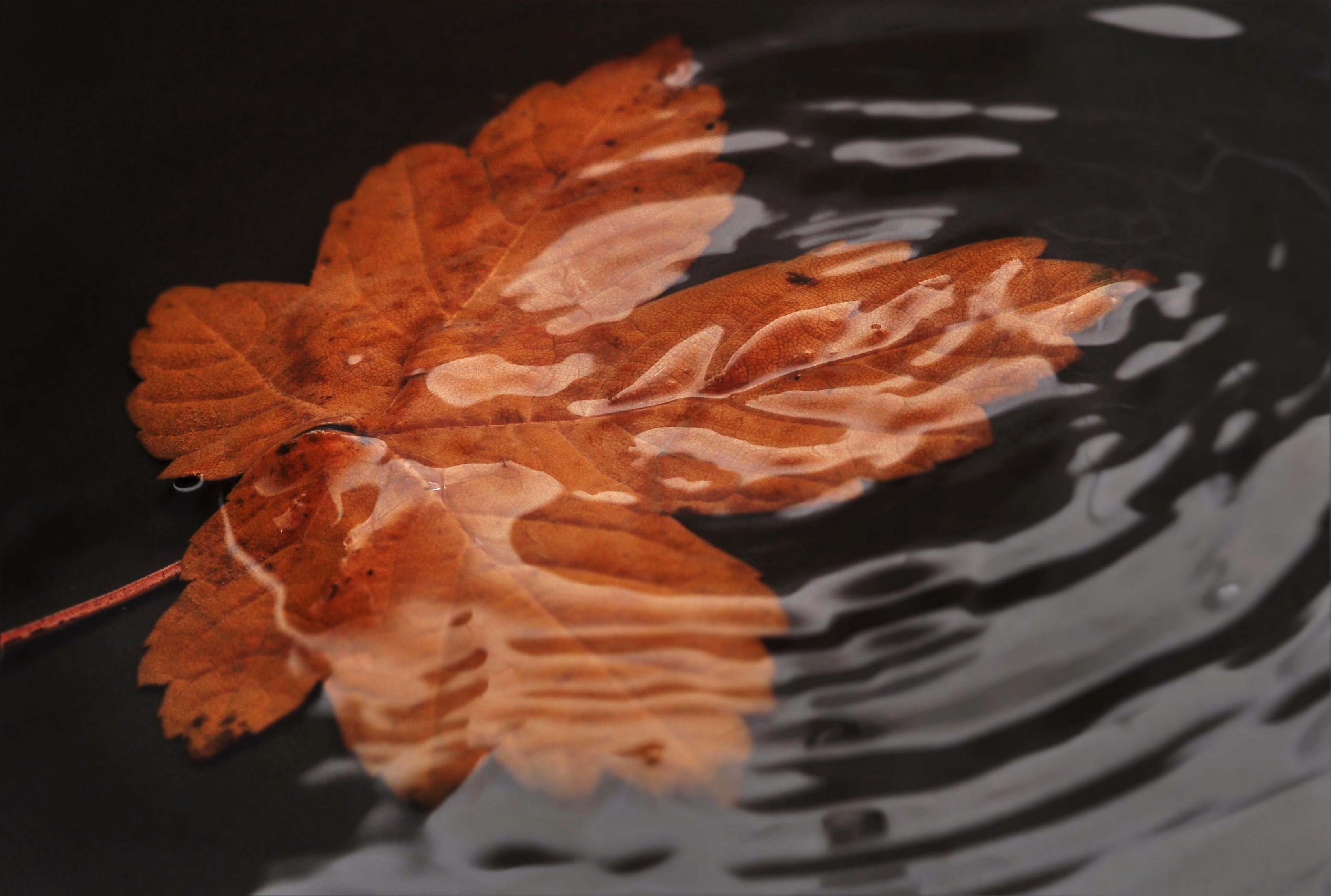 Попав в листья вода с поверхности. Листья на воде. Листик на воде. Осенние листья на воде. Плавающие листья.