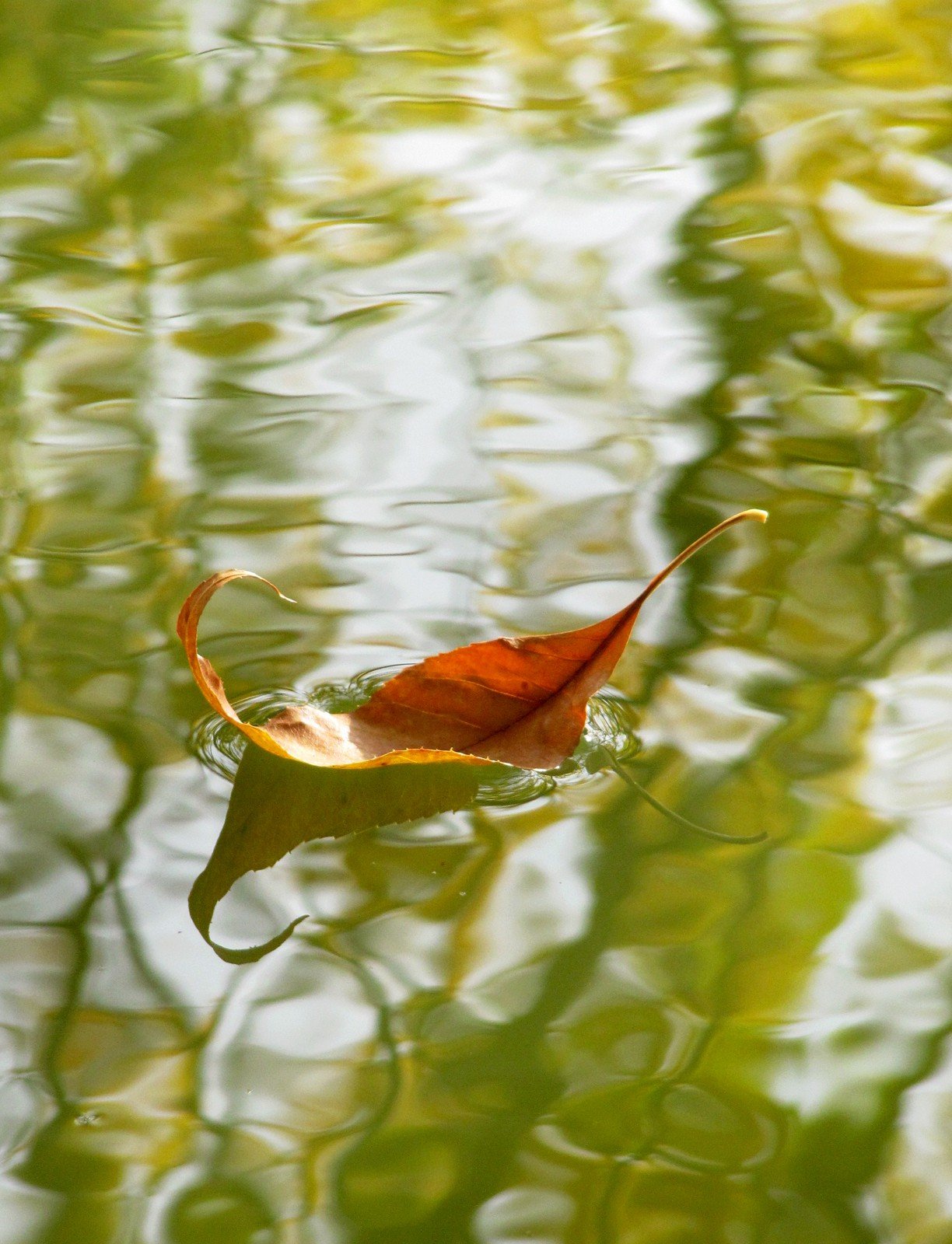 Попав в листья вода с поверхности. Листья на воде. Осенние листья на воде. Листик на воде. Листья в луже.