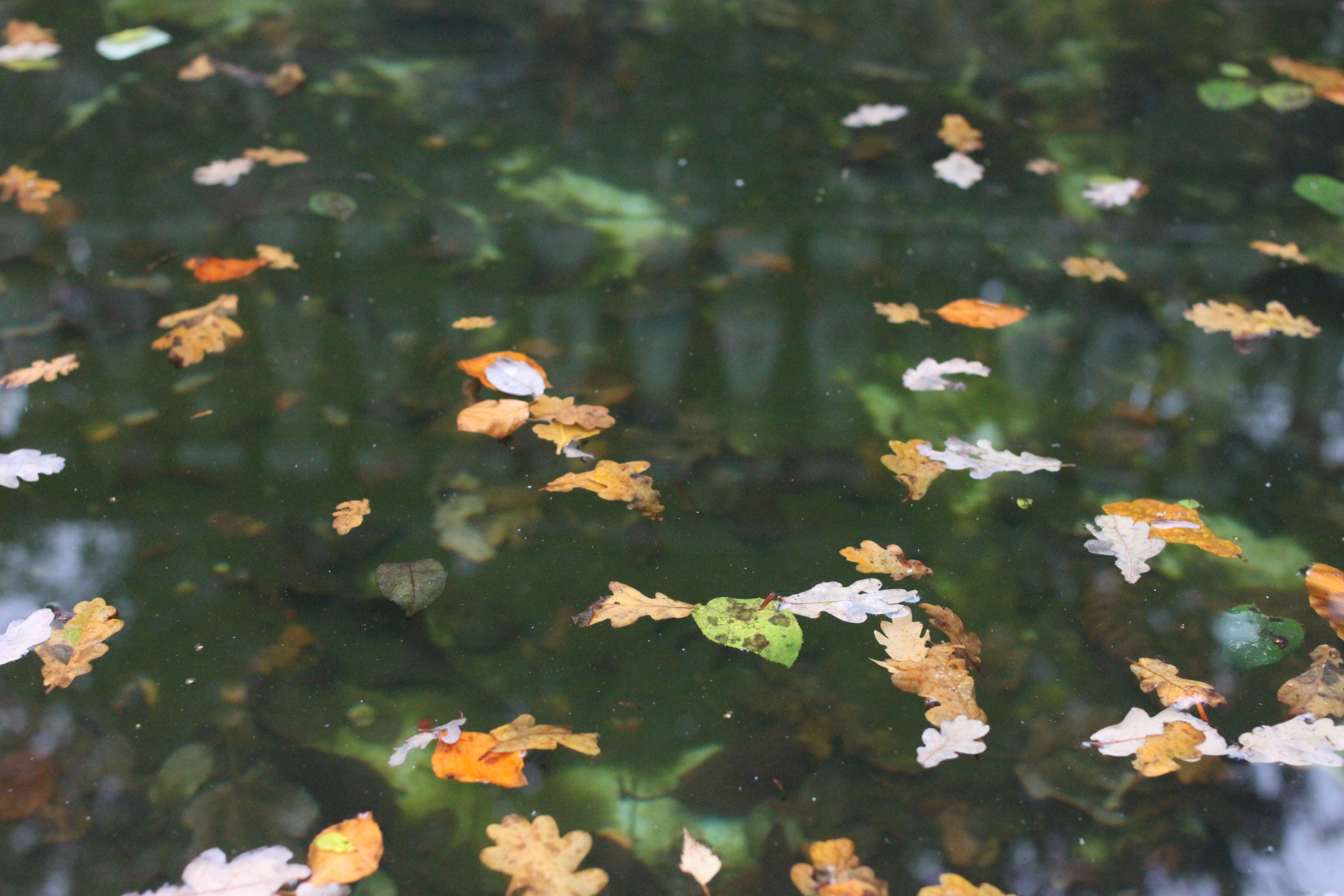 Падающие листья в воду. Листья на воде. Листья падают на воду. Листья в пруду. Опавшие листья в воде.
