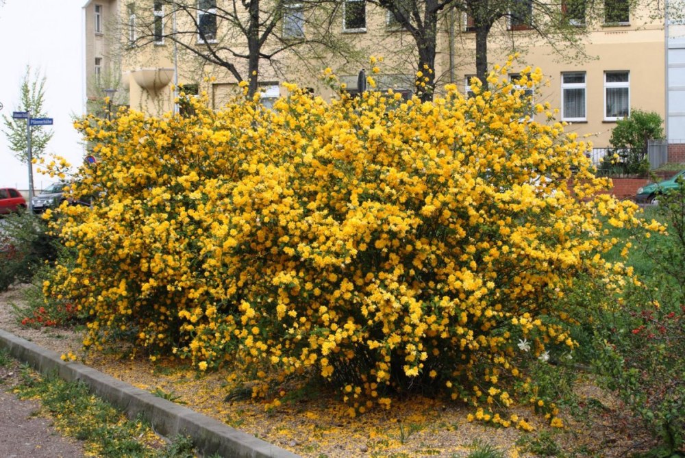 Кустарник керрия японская
