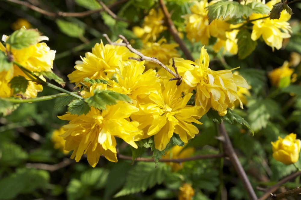 Керрия японская Pleniflora