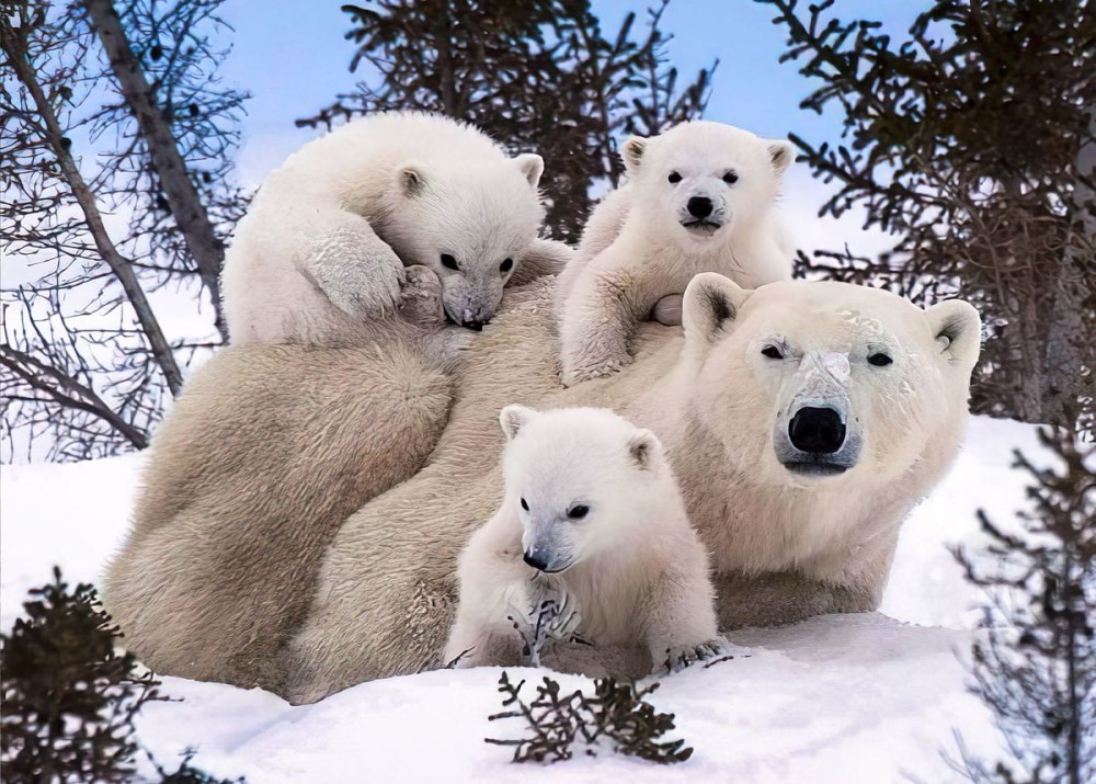 Международный день полярного медведя International Polar Bear Day