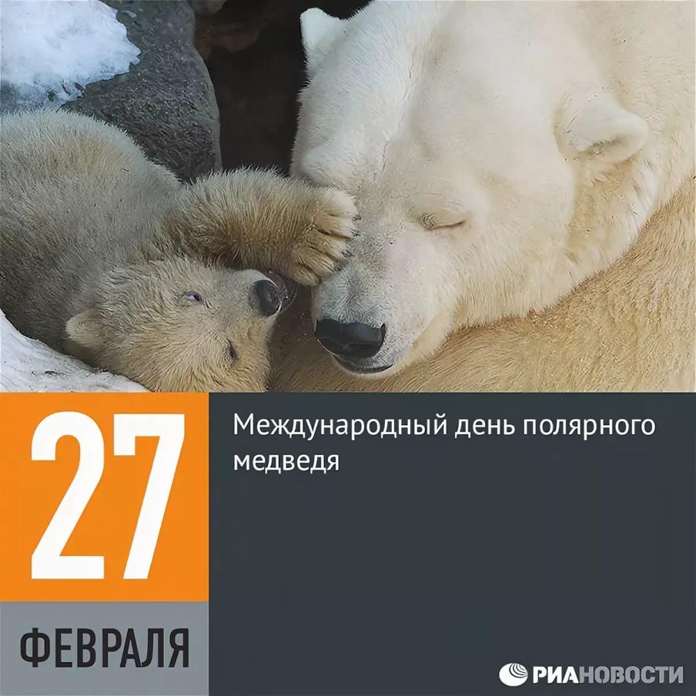 Животные из Арктики