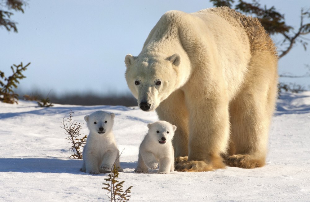 Белый медведь WWF