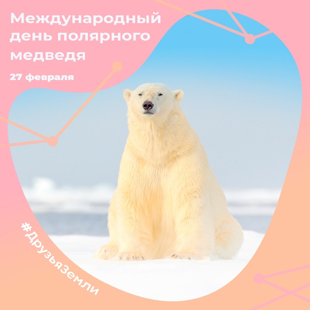 Белый медведь спит