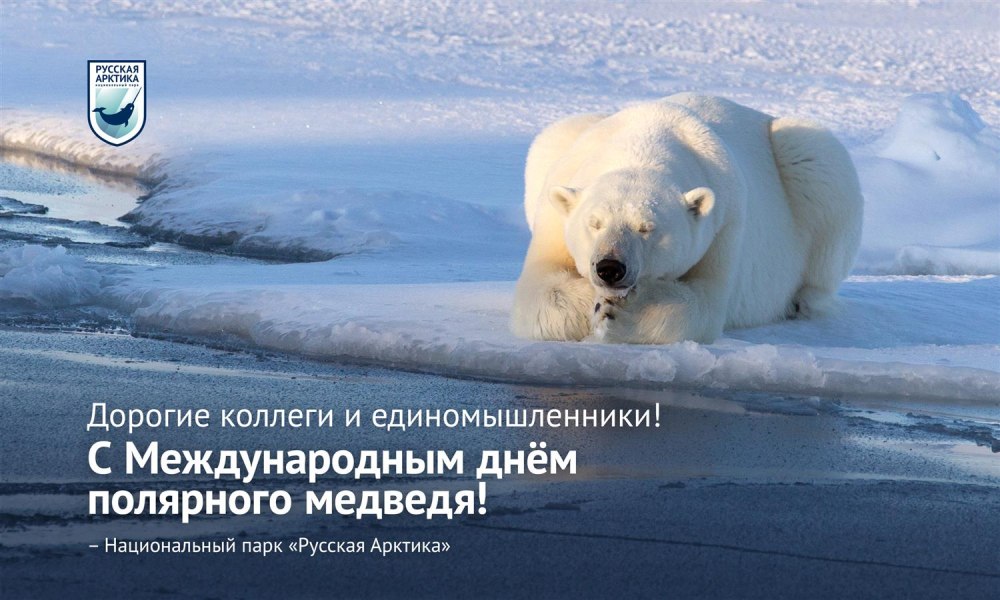 Популяция белых медведей