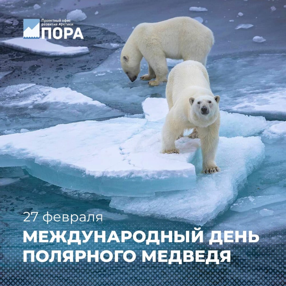 Белые мишки семья