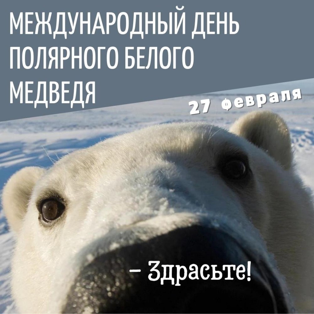 Сила белого медведя