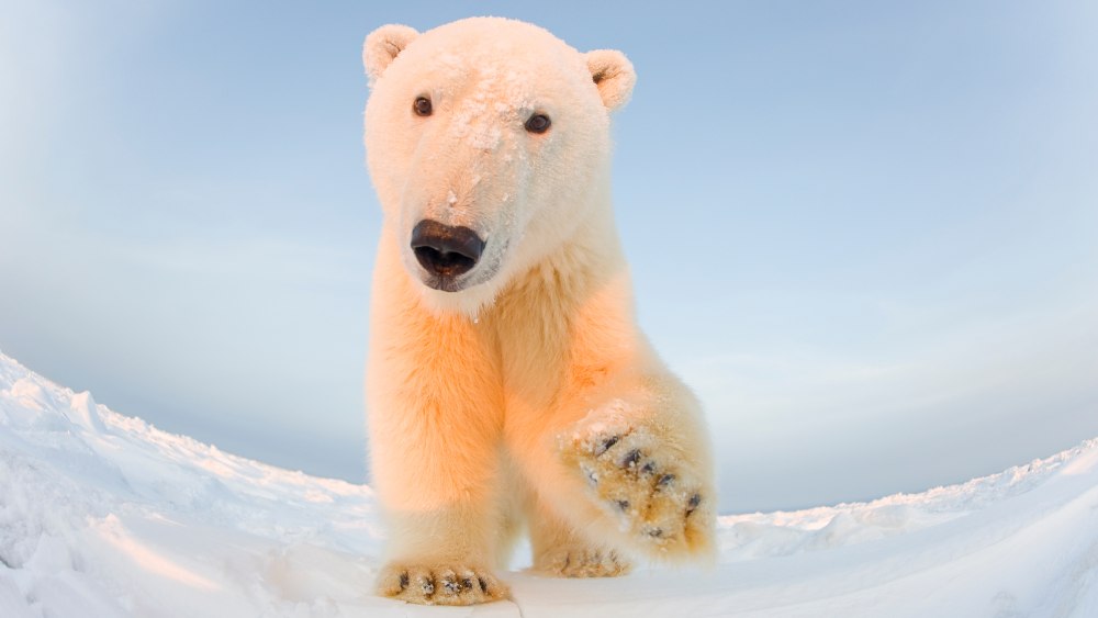 Polar Bear National Geographic