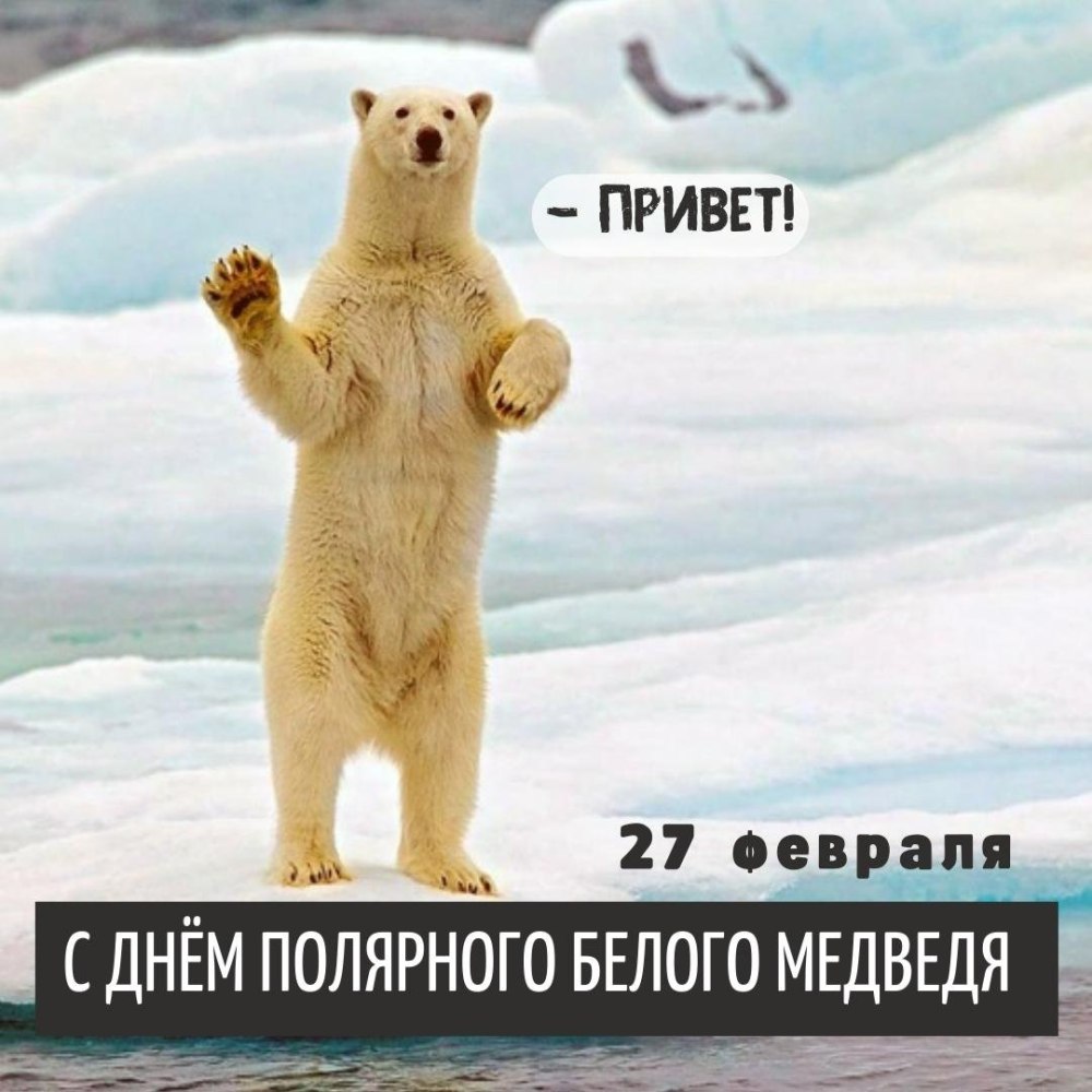 Белый медведь живет в Евразии