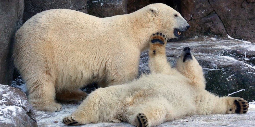 День белого полярного медведя (International Polar Bear Day)