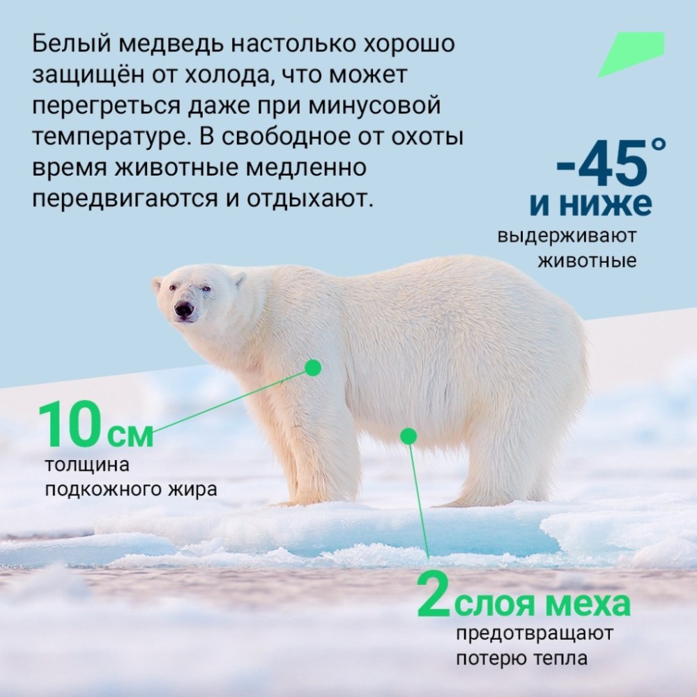 Поздравление с днем полярного медведя