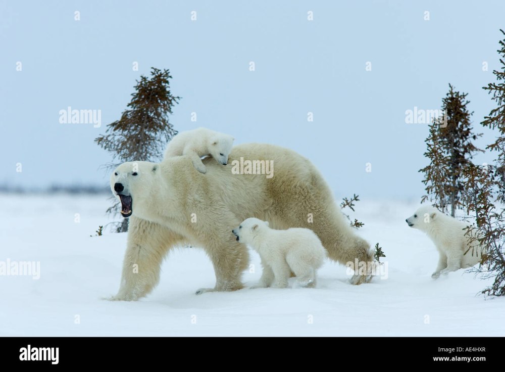 27 Февраля день полярного медведя