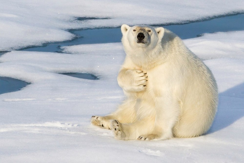 Polar Bear Living