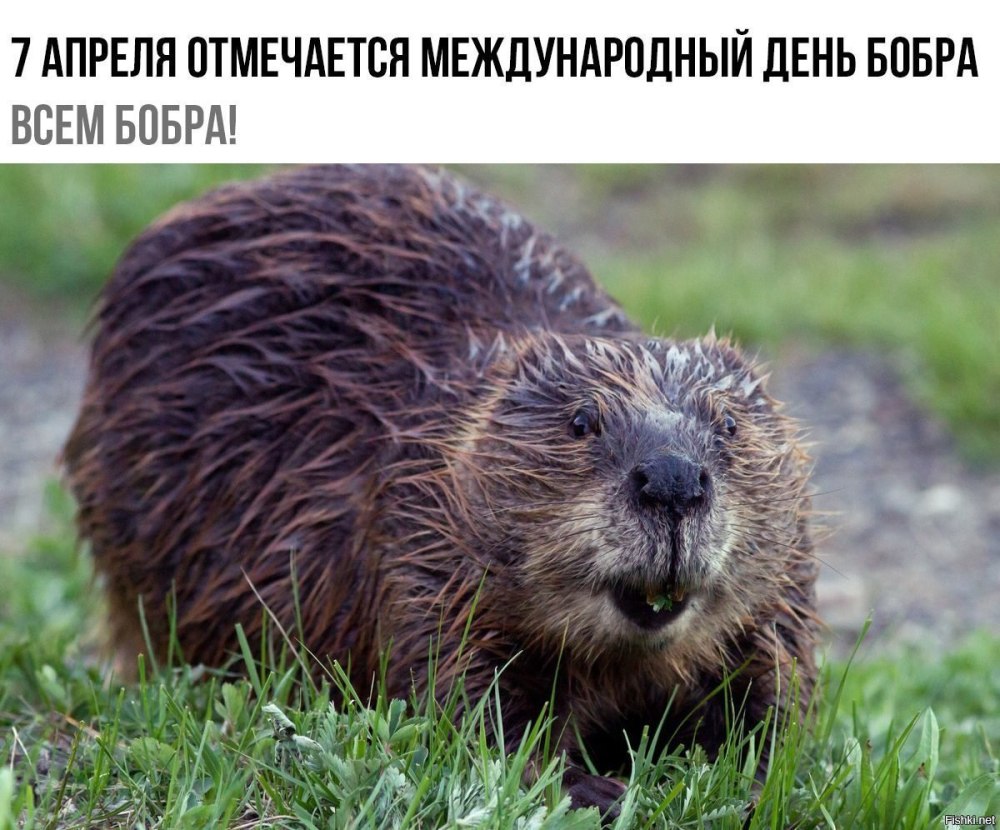 С днем рождения бобер