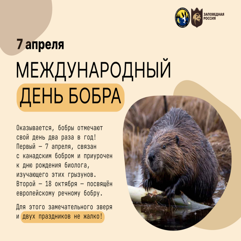 День бобра