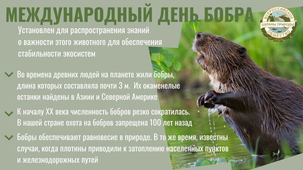 Березинский заповедник бобры