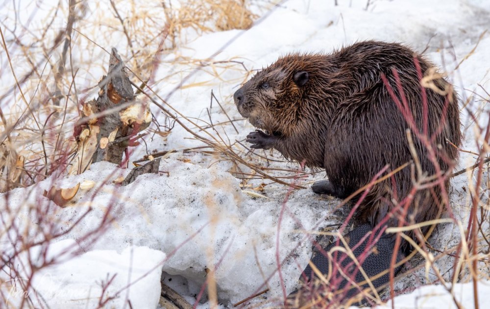 Международный день бобра (International beaver Day)
