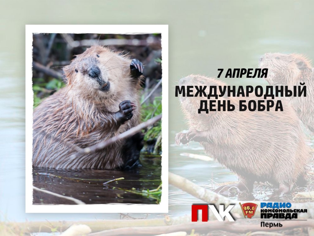 Бобер с добром
