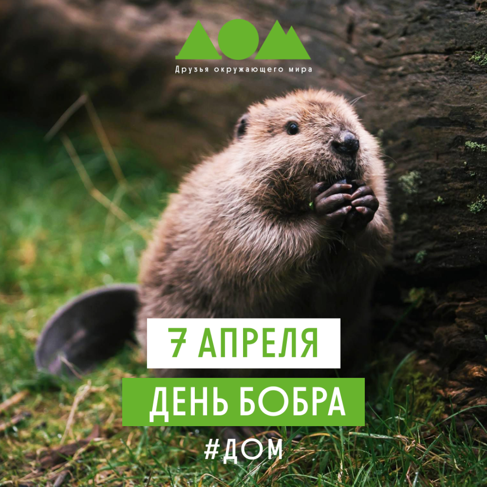 День Бобров