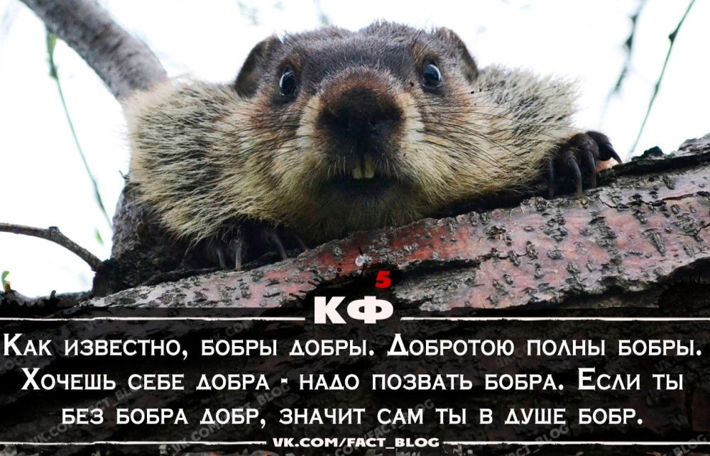 Медведь обнимает зайца
