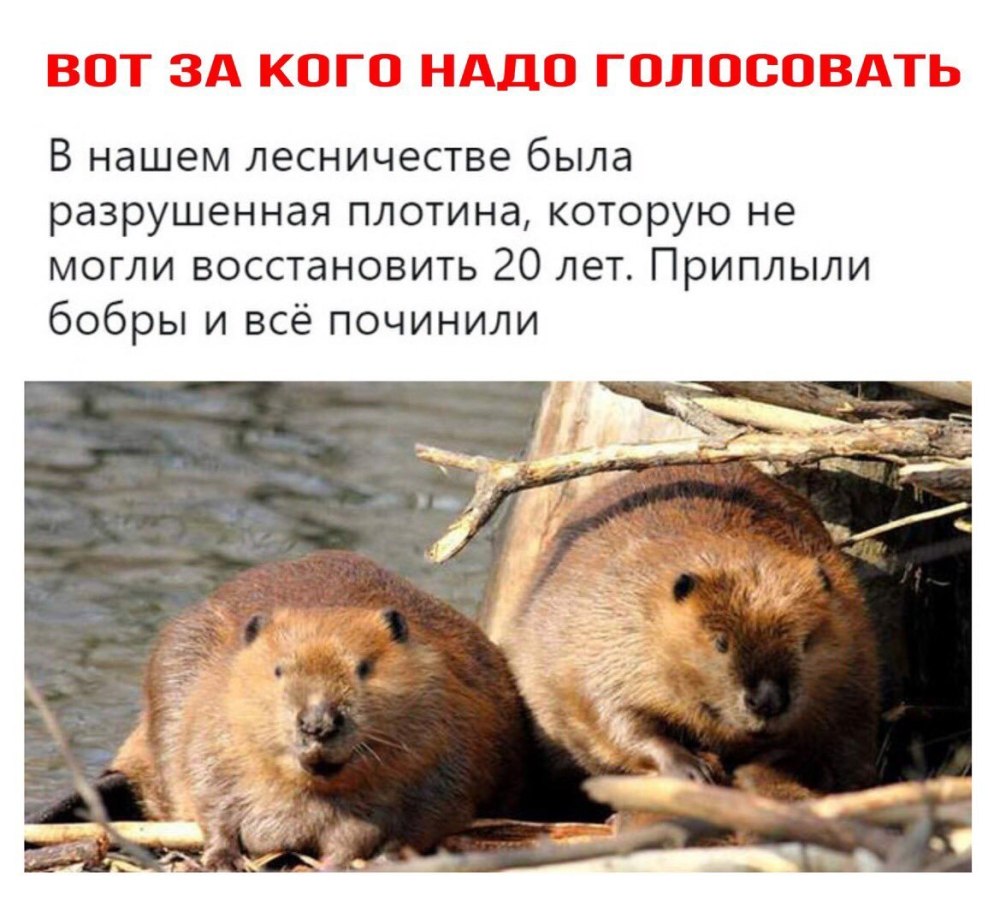Речной Бобр красная