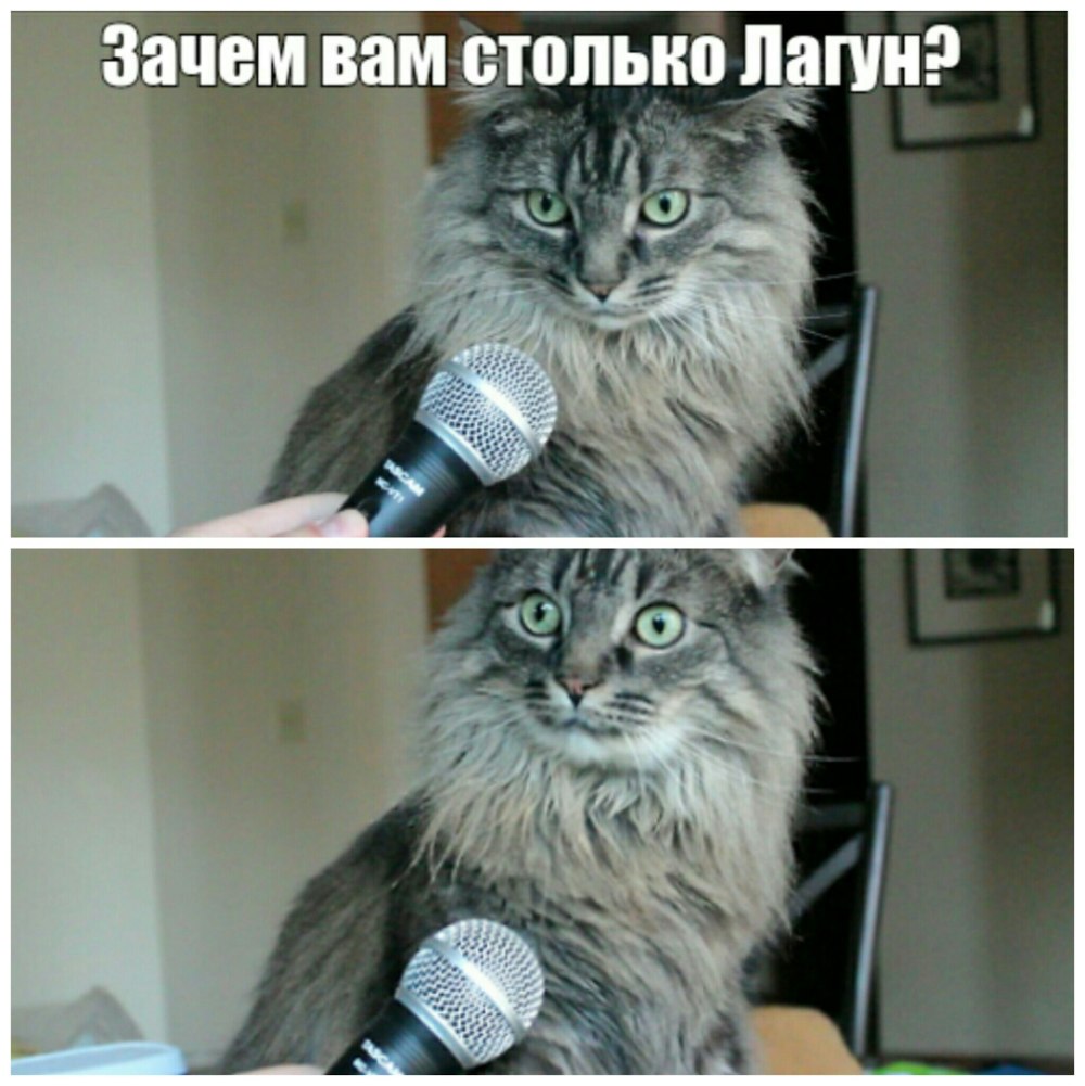 Кот с микрофоном