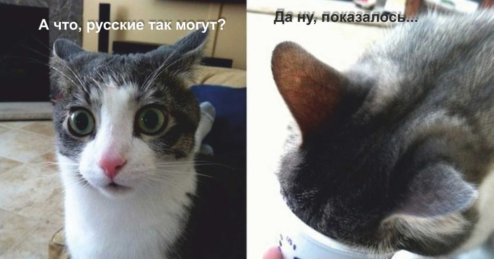 Кот да не бред какой-то