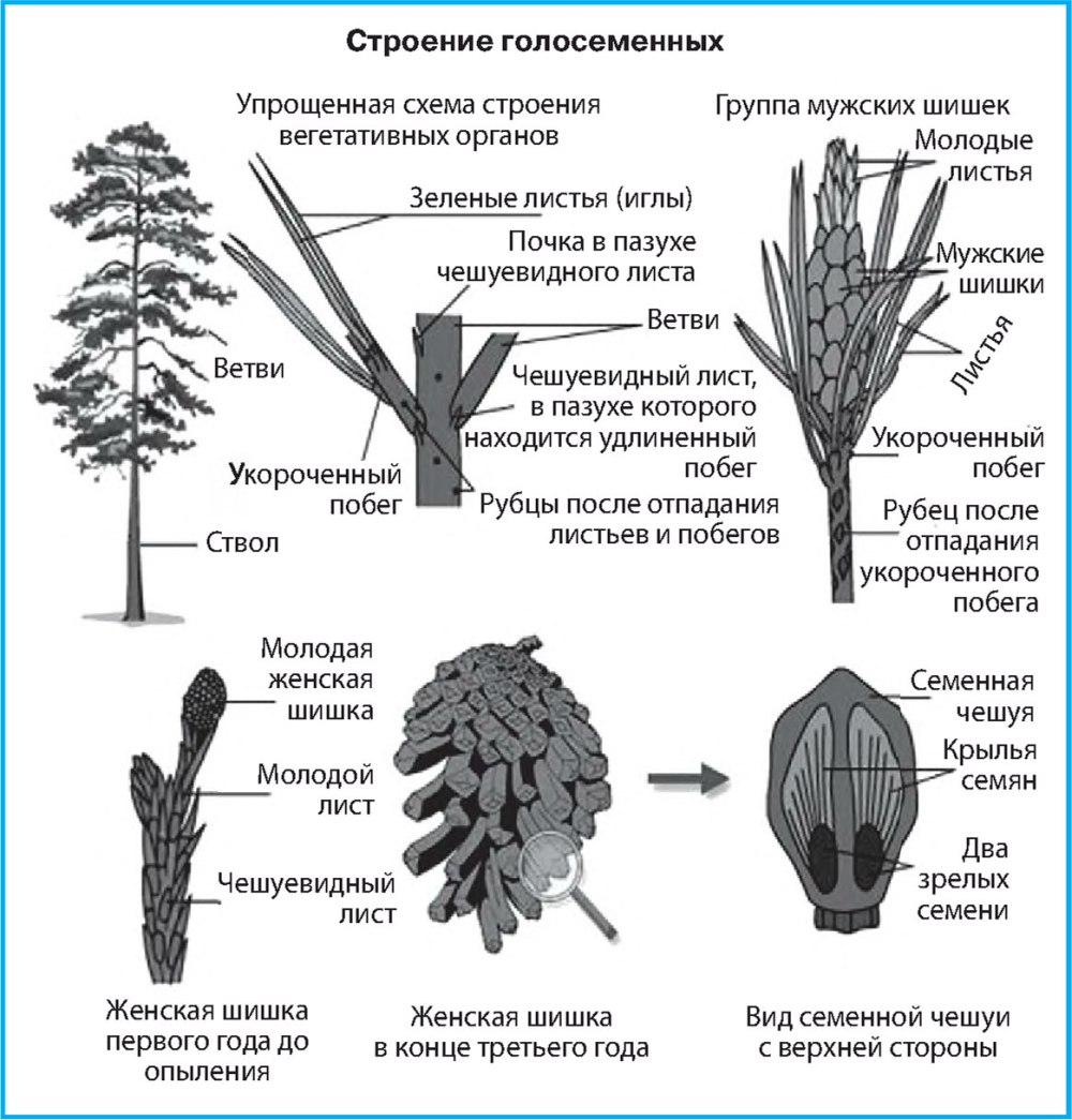 Строение сосны. Строение шишки сосны ( голосеменного растения. Строение побега голосеменных. Внешнее строение голосеменных. Строение голосеменных растений схема.