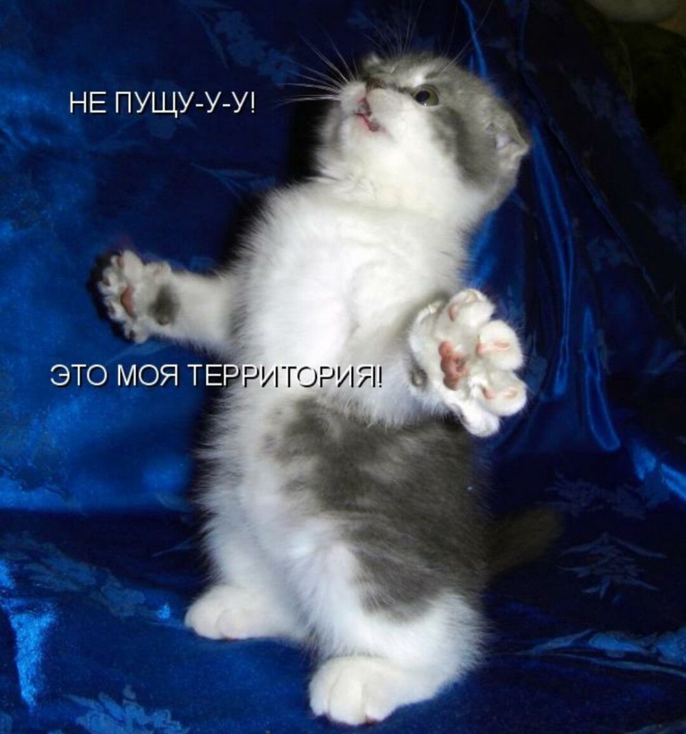 Котята с надписями