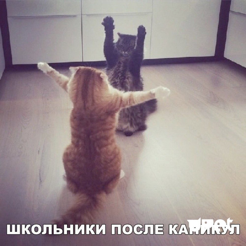 Кот хочет обниматься