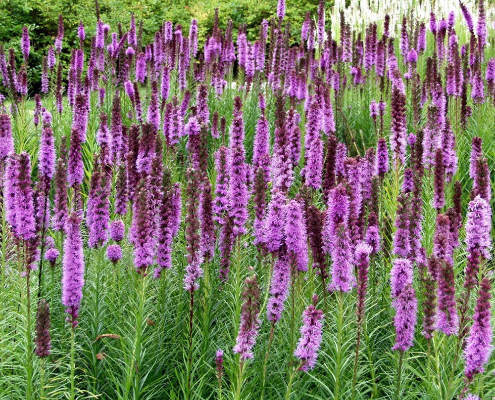 Лиатрис колосковый (Liatris spicata Kobold)