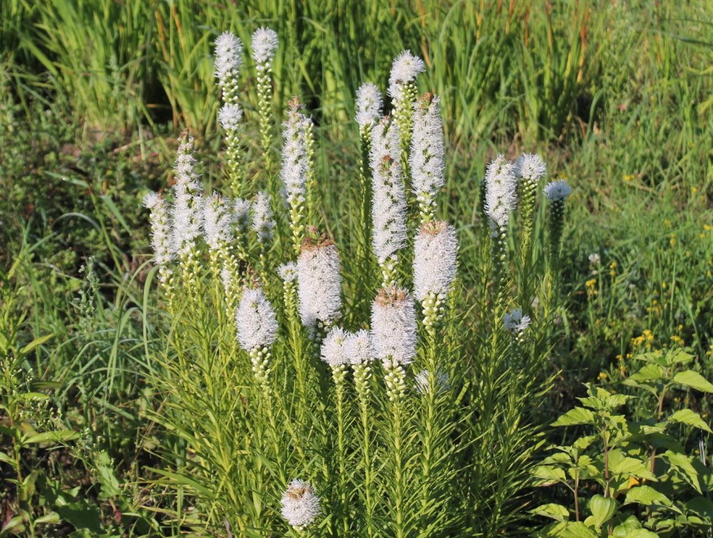 Лиатрис спиката spicata