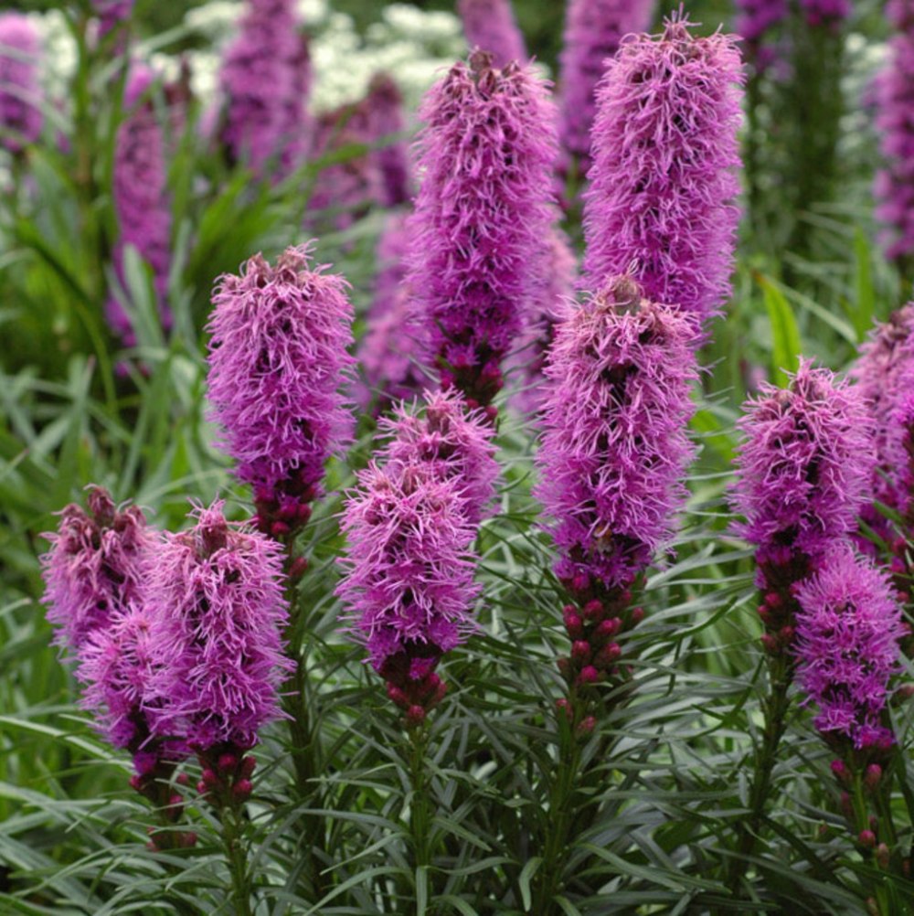 Лиатрис спиката spicata