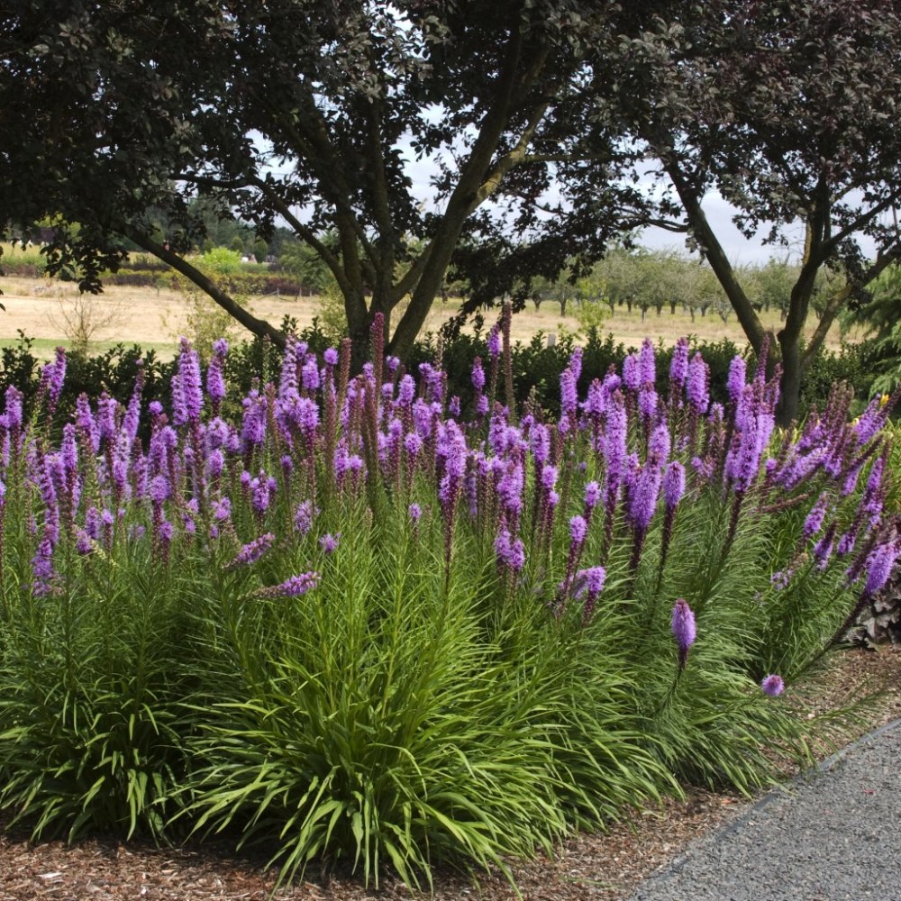 Лиатрис колосковый (Liatris spicata `Alba`)